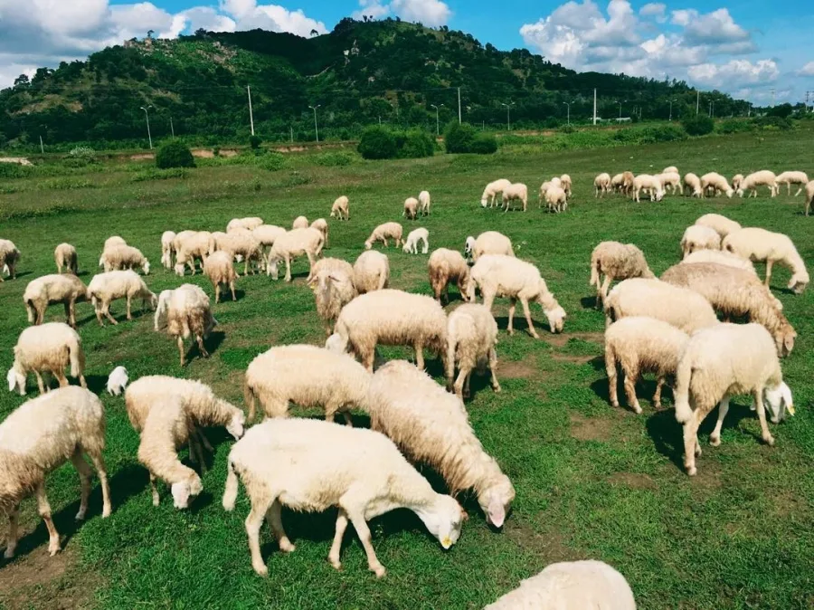 Top 9 điểm dừng chân lý tưởng ở Hồ Tràm 105 Top 10 diem dung chan tai Ho Tram 33