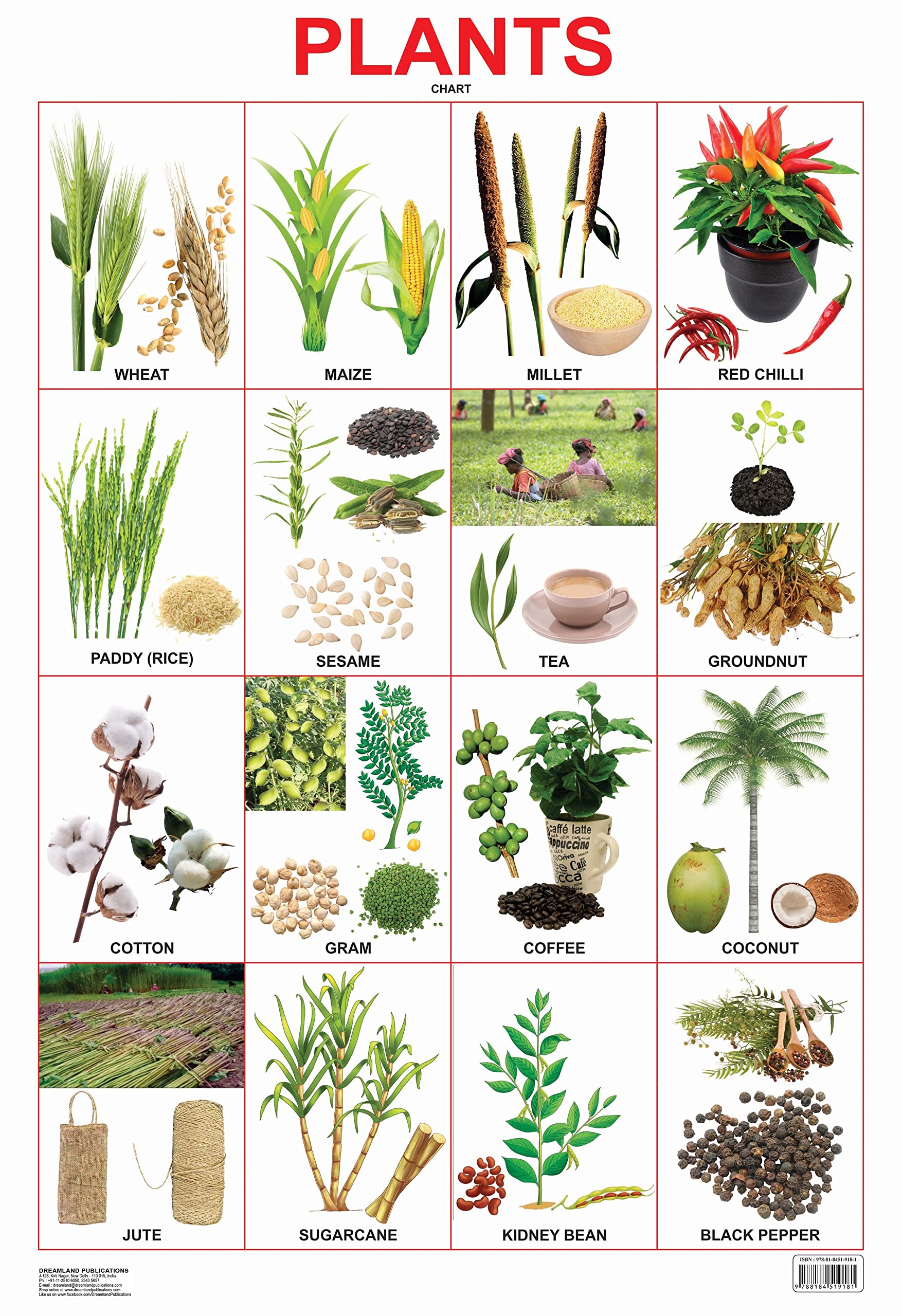 chủ đầu tư Kiến Á Group